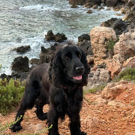 Tatil Evi A Cha Cha Cha -